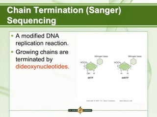 Chain Termination (Sanger)
Sequencing
▪ A modified DNA
replication reaction.
▪ Growing chains are
terminated by
dideoxynucleotides.
 