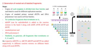 2. Generation of nested set of labelled fragments:
Steps:
 Copies of each template is divided into four batches and
each batch is used for different replication reaction.
 Copies of standard primer, normal dNTPs and DNA
polymerase I are used in all four batches.
 To synthesize fragments that terminates at A,
1. ddATP (can be radiolabelled) is added to the reaction
mixture to the batch I along with dATP, dTTP, dCTP and
dGTP,
2. standard primer and
3. DNA polymerase I.
 Similarly, to generate, all fragments that terminates at
C, G and T,
the respective ddNTPs i.e. ddCTP, ddGTP and ddTTP are added
respectively to different reaction mixture on different batch
along with usual dNTPs.
 