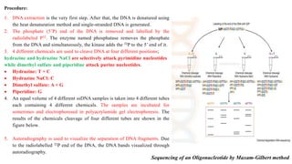 Procedure:
1. DNA extraction is the very first step. After that, the DNA is denatured using
the heat denaturation method and single-stranded DNA is generated.
2. The phosphate (5’P) end of the DNA is removed and labelled by the
radiolabeled P32. The enzyme named phosphatase removes the phosphate
from the DNA and simultaneously, the kinase adds the 32P to the 5’ end of it.
3. 4 different chemicals are used to cleave DNA at four different positions;
hydrazine and hydrazine NaCl are selectively attack pyrimidine nucleotides
while dimethyl sulfate and piperidine attack purine nucleotides.
 Hydrazine: T + C
 Hydrazine NaCl: C
 Dimethyl sulfate: A + G
 Piperidine: G
4. An equal volume of 4 different ssDNA samples is taken into 4 different tubes
each containing 4 different chemicals. The samples are incubated for
sometimes and electrophoresed in polyacrylamide gel electrophoresis. The
results of the chemicals cleavage of four different tubes are shown in the
figure below.
5. Autoradiography is used to visualize the separation of DNA fragments. Due
to the radiolabelled 32P end of the DNA, the DNA bands visualized through
autoradiography.
Sequencing of an Oligonucleotide by Maxam-Gilbert method
 