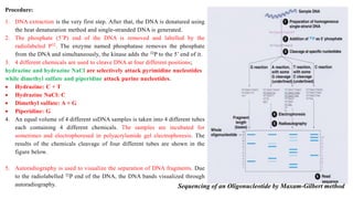 Procedure:
1. DNA extraction is the very first step. After that, the DNA is denatured using
the heat denaturation method and single-stranded DNA is generated.
2. The phosphate (5’P) end of the DNA is removed and labelled by the
radiolabeled P32. The enzyme named phosphatase removes the phosphate
from the DNA and simultaneously, the kinase adds the 32P to the 5’ end of it.
3. 4 different chemicals are used to cleave DNA at four different positions;
hydrazine and hydrazine NaCl are selectively attack pyrimidine nucleotides
while dimethyl sulfate and piperidine attack purine nucleotides.
 Hydrazine: C + T
 Hydrazine NaCl: C
 Dimethyl sulfate: A + G
 Piperidine: G
4. An equal volume of 4 different ssDNA samples is taken into 4 different tubes
each containing 4 different chemicals. The samples are incubated for
sometimes and electrophoresed in polyacrylamide gel electrophoresis. The
results of the chemicals cleavage of four different tubes are shown in the
figure below.
5. Autoradiography is used to visualize the separation of DNA fragments. Due
to the radiolabelled 32P end of the DNA, the DNA bands visualized through
autoradiography. Sequencing of an Oligonucleotide by Maxam-Gilbert method
 