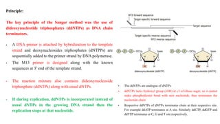 Principle:
The key principle of the Sanger method was the use of
dideoxynucleotide triphosphates (ddNTPs) as DNA chain
terminators.
 A DNA primer is attached by hybridization to the template
strand and deoxynucleosides triphosphates (dNTPPs) are
sequentially added to the primer strand by DNA polymerase.
 The M13 primer is designed along with the known
sequences at 3’ end of the template strand.
 The reaction mixture also contains dideoxynucleoside
triphosphate (ddNTPs) along with usual dNTPs.
 If during replication, ddNTPs is incorporated instead of
usual dNTPs in the growing DNA strand then the
replication stops at that nucleotide.
 The ddNTPs are analogue of dNTPs
 ddNTPs lacks hydroxyl group (-OH) at c3 of ribose sugar, so it cannot
make phosphodiester bond with nest nucleotide, thus terminates the
nucleotide chain
 Respective ddNTPs of dNTPs terminates chain at their respective site.
For example ddATP terminates at A site. Similarly ddCTP, ddGTP and
ddTTP terminates at C, G and T site respectively.
 