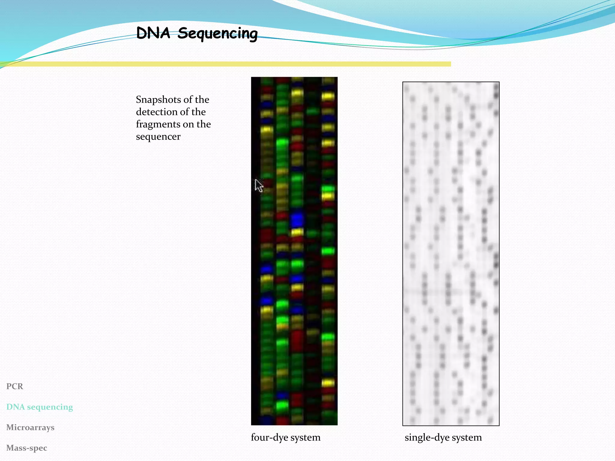 DNA Sequencing
Snapshots of the
detection of the
fragments on the
sequencer
four-dye system single-dye system
PCR
DNA sequencing
Microarrays
Mass-spec
 