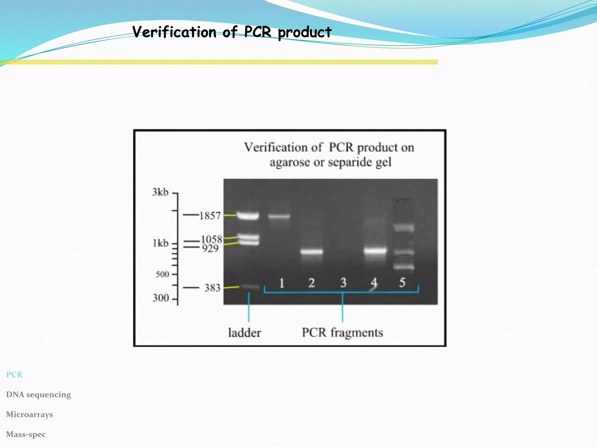 Verification of PCR product
PCR
DNA sequencing
Microarrays
Mass-spec
 