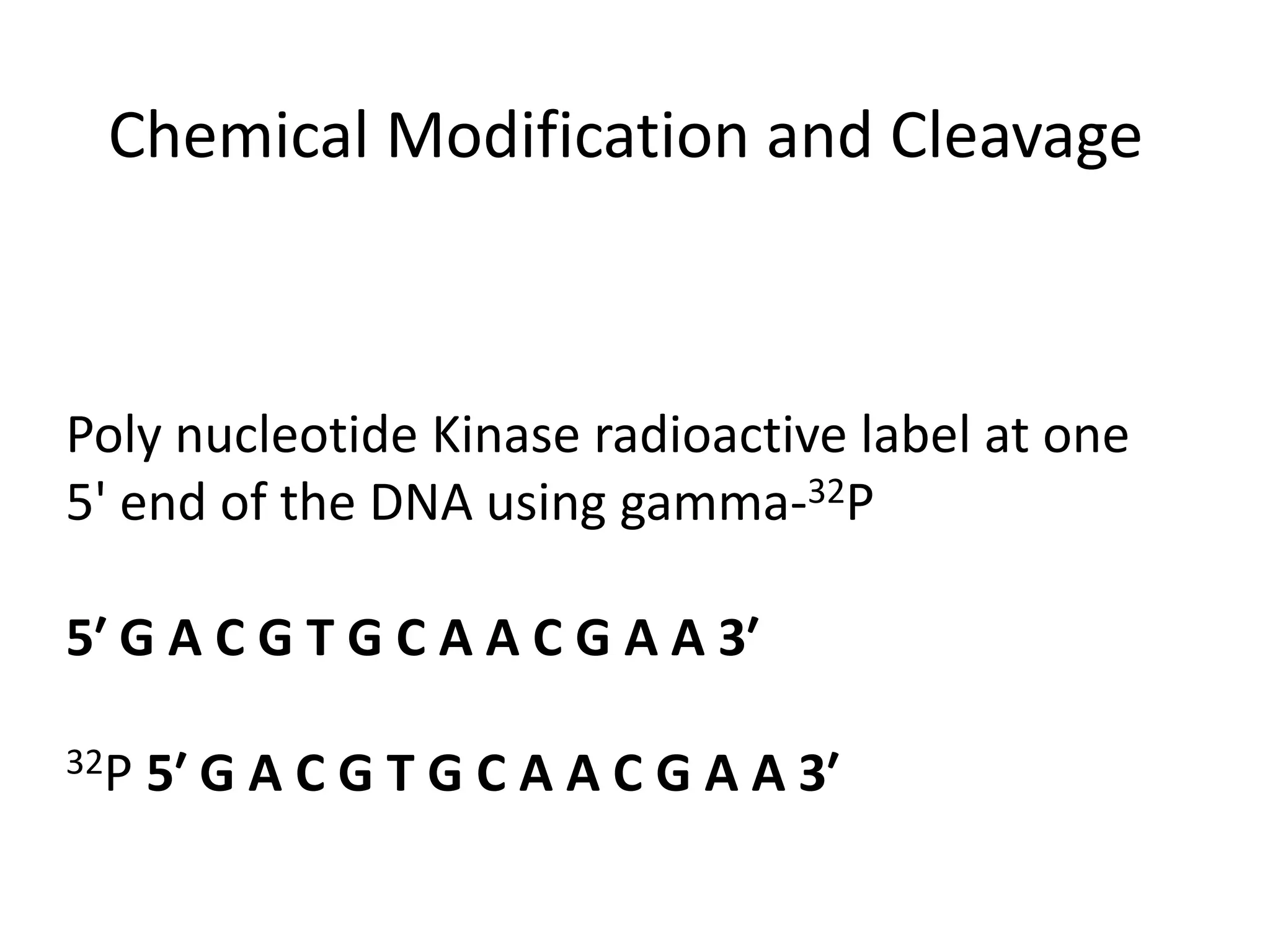 Chemical Modification and Cleavage
Poly nucleotide Kinase radioactive label at one
5' end of the DNA using gamma-32P
5′ G A C G T G C A A C G A A 3′
32P 5′ G A C G T G C A A C G A A 3′
 