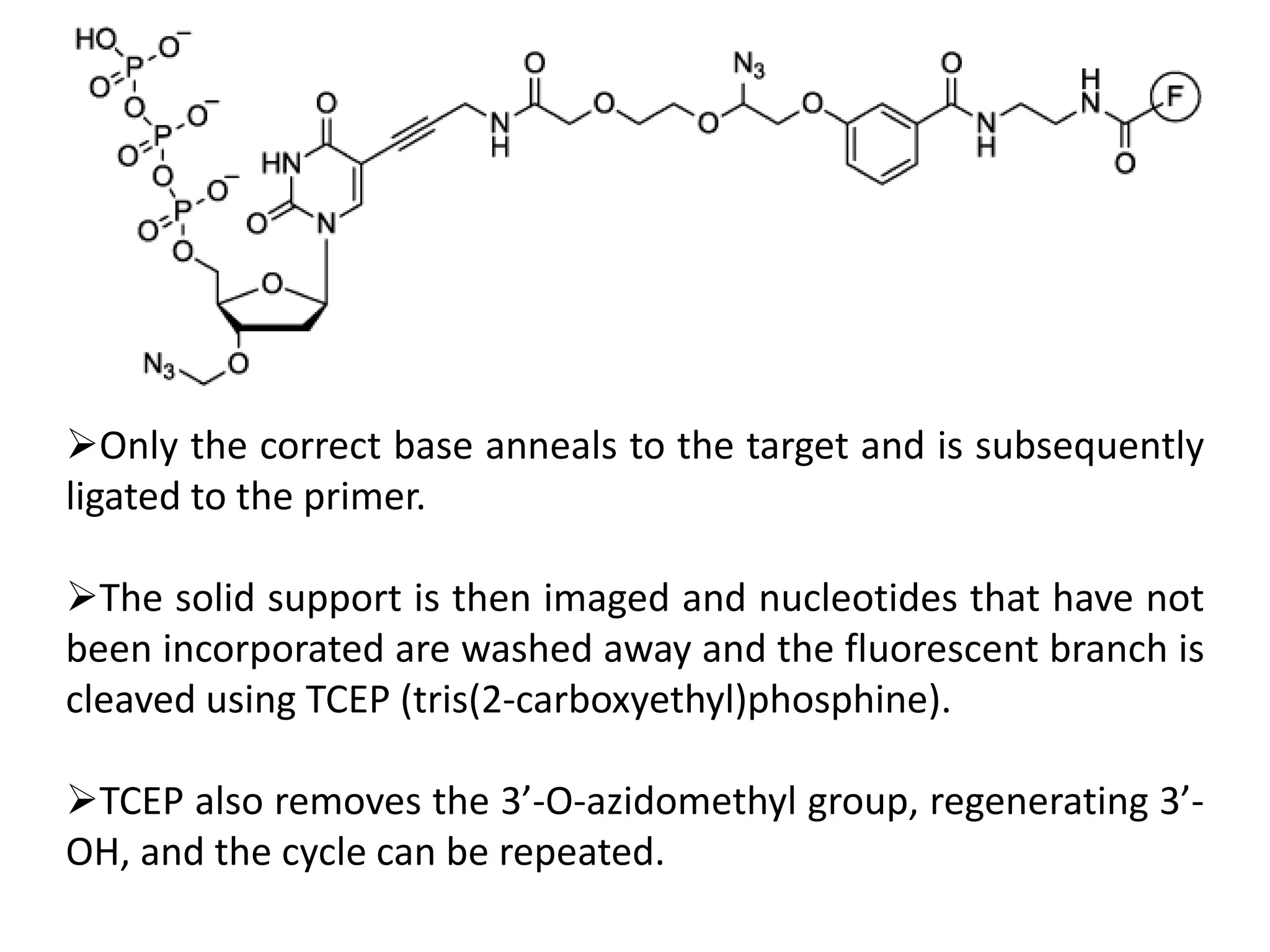 Only the correct base anneals to the target and is subsequently
ligated to the primer.
The solid support is then imaged and nucleotides that have not
been incorporated are washed away and the fluorescent branch is
cleaved using TCEP (tris(2-carboxyethyl)phosphine).
TCEP also removes the 3’-O-azidomethyl group, regenerating 3’-
OH, and the cycle can be repeated.
 