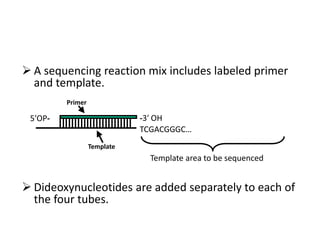  A sequencing reaction mix includes labeled primer
and template.
 Dideoxynucleotides are added separately to each of
the four tubes.
Template area to be sequenced
-3′ OH
TCGACGGGC…
5′OP-
Primer
Template
 