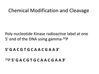 Chemical Modification and Cleavage
Poly nucleotide Kinase radioactive label at one
5' end of the DNA using gamma-32P
5′ G A C G T G C A A C G A A 3′
32P 5′ G A C G T G C A A C G A A 3′
 