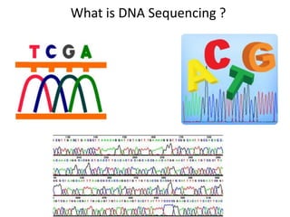 What is DNA Sequencing ?
 