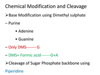 Chemical Modification and Cleavage
Base Modification using Dimethyl sulphate
– Purine
• Adenine
• Guanine
– Only DMS------- G
– DMS+ Formic acid-------G+A
Cleavage of Sugar Phosphate backbone using
Piperidine
 