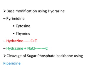 Base modification using Hydrazine
– Pyrimidine
• Cytosine
• Thymine
– Hydrazine----- C+T
– Hydrazine + NaCl--------C
Cleavage of Sugar Phosphate backbone using
Piperidine
 