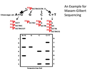 An Example for
Maxam-Gilbert
Sequencing
 