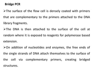 Bridge PCR
The surface of the flow cell is densely coated with primers
that are complementary to the primers attached to the DNA
library fragments.
The DNA is then attached to the surface of the cell at
random where it is exposed to reagents for polymerase based
extension.
On addition of nucleotides and enzymes, the free ends of
the single strands of DNA attach themselves to the surface of
the cell via complementary primers, creating bridged
structures.
 