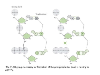 The 3′-OH group necessary for formation of the phosphodiester bond is missing in
ddNTPs.
 