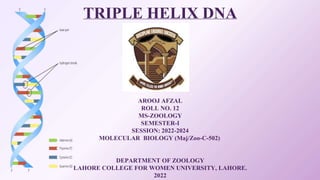 TRIPLE HELIX DNA
BY
AROOJ AFZAL
ROLL NO. 12
MS-ZOOLOGY
SEMESTER-I
SESSION: 2022-2024
MOLECULAR BIOLOGY (Maj/Zoo-C-502)
DEPARTMENT OF ZOOLOGY
LAHORE COLLEGE FOR WOMEN UNIVERSITY, LAHORE.
2022
 