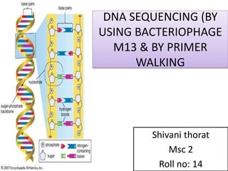 DNA SEQUENCING (BY
USING BACTERIOPHAGE
M13 & BY PRIMER
WALKING
Shivani thorat
Msc 2
Roll no: 14
 