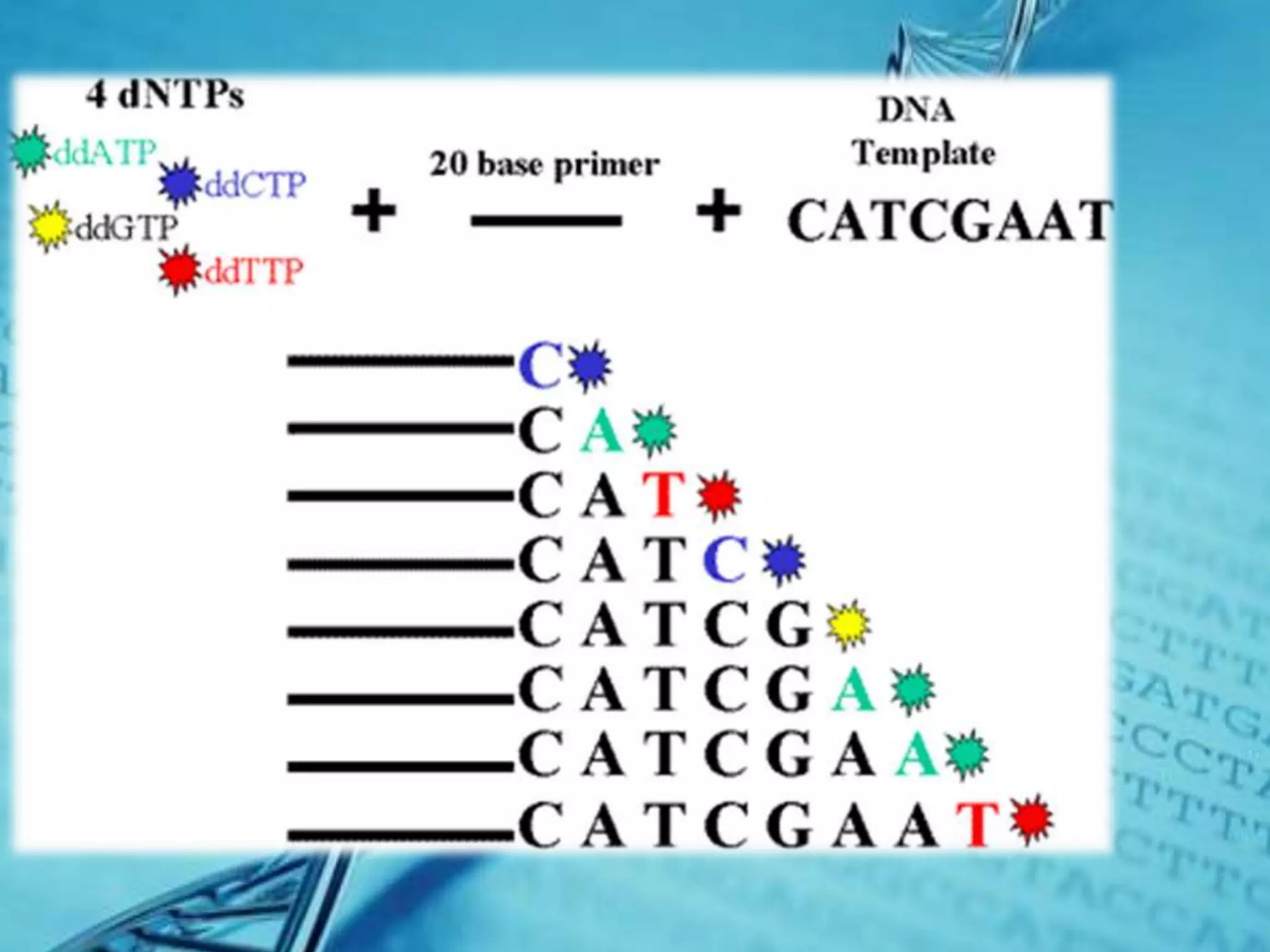 Dna sequencing | PPTX