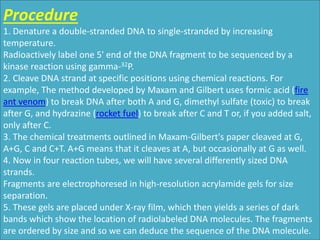 Procedure
1. Denature a double-stranded DNA to single-stranded by increasing
temperature.
Radioactively label one 5' end of the DNA fragment to be sequenced by a
kinase reaction using gamma-32P.
2. Cleave DNA strand at specific positions using chemical reactions. For
example, The method developed by Maxam and Gilbert uses formic acid (fire
ant venom) to break DNA after both A and G, dimethyl sulfate (toxic) to break
after G, and hydrazine (rocket fuel) to break after C and T or, if you added salt,
only after C.
3. The chemical treatments outlined in Maxam-Gilbert's paper cleaved at G,
A+G, C and C+T. A+G means that it cleaves at A, but occasionally at G as well.
4. Now in four reaction tubes, we will have several differently sized DNA
strands.
Fragments are electrophoresed in high-resolution acrylamide gels for size
separation.
5. These gels are placed under X-ray film, which then yields a series of dark
bands which show the location of radiolabeled DNA molecules. The fragments
are ordered by size and so we can deduce the sequence of the DNA molecule.
 