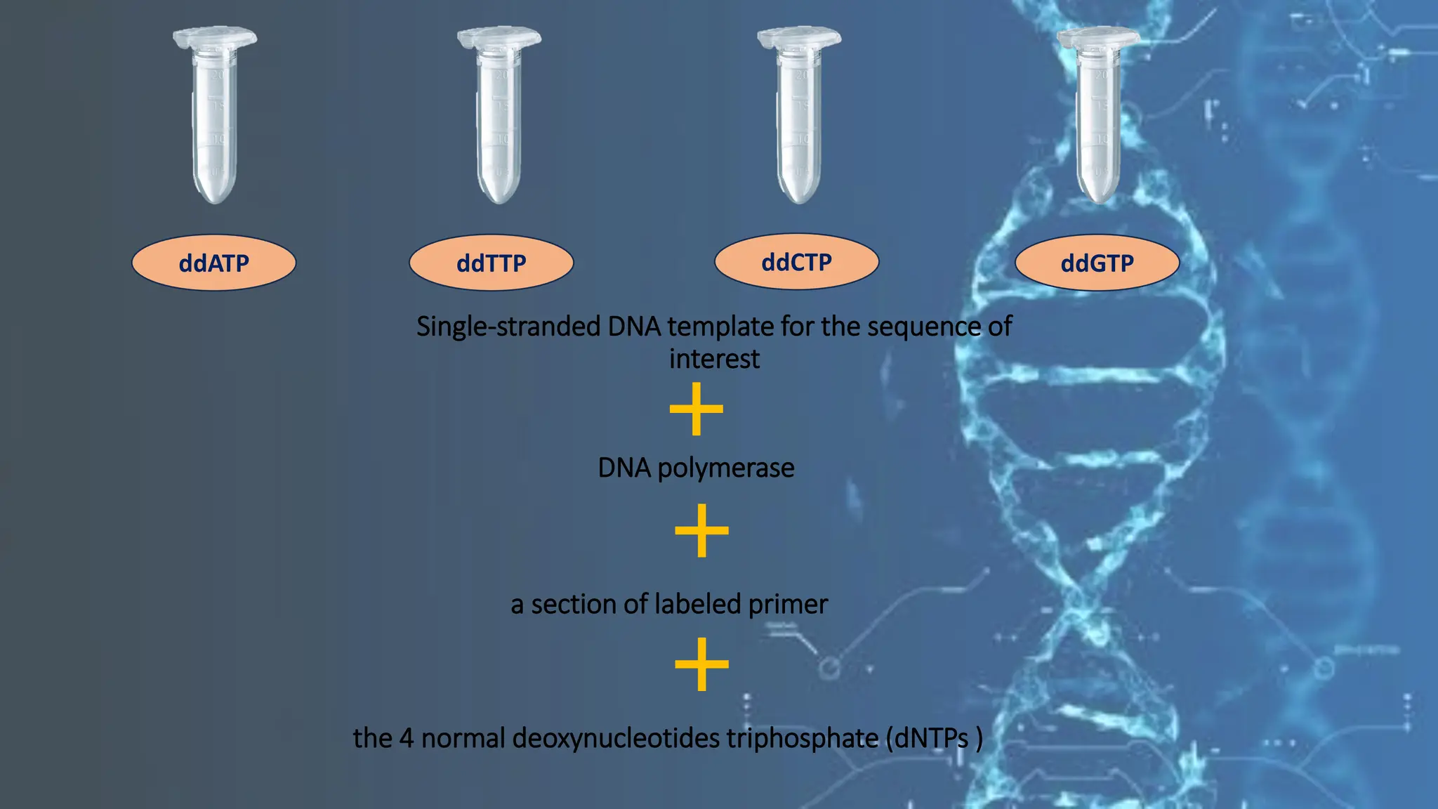 Single-stranded DNA template for the sequence of
interest
DNA polymerase
a section of labeled primer
the 4 normal deoxynucleotides triphosphate (dNTPs )
ddATP ddTTP ddCTP ddGTP
 