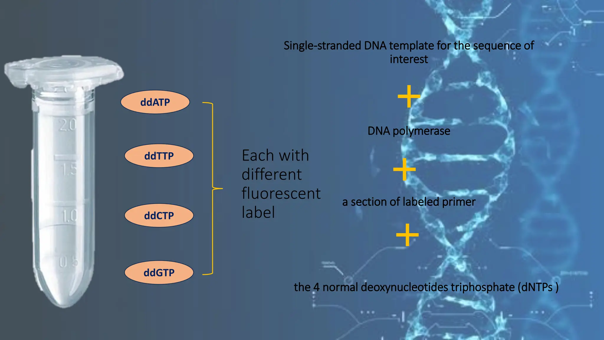 Single-stranded DNA template for the sequence of
interest
DNA polymerase
a section of labeled primer
the 4 normal deoxynucleotides triphosphate (dNTPs )
ddATP
ddTTP
ddCTP
ddGTP
Each with
different
fluorescent
label
 