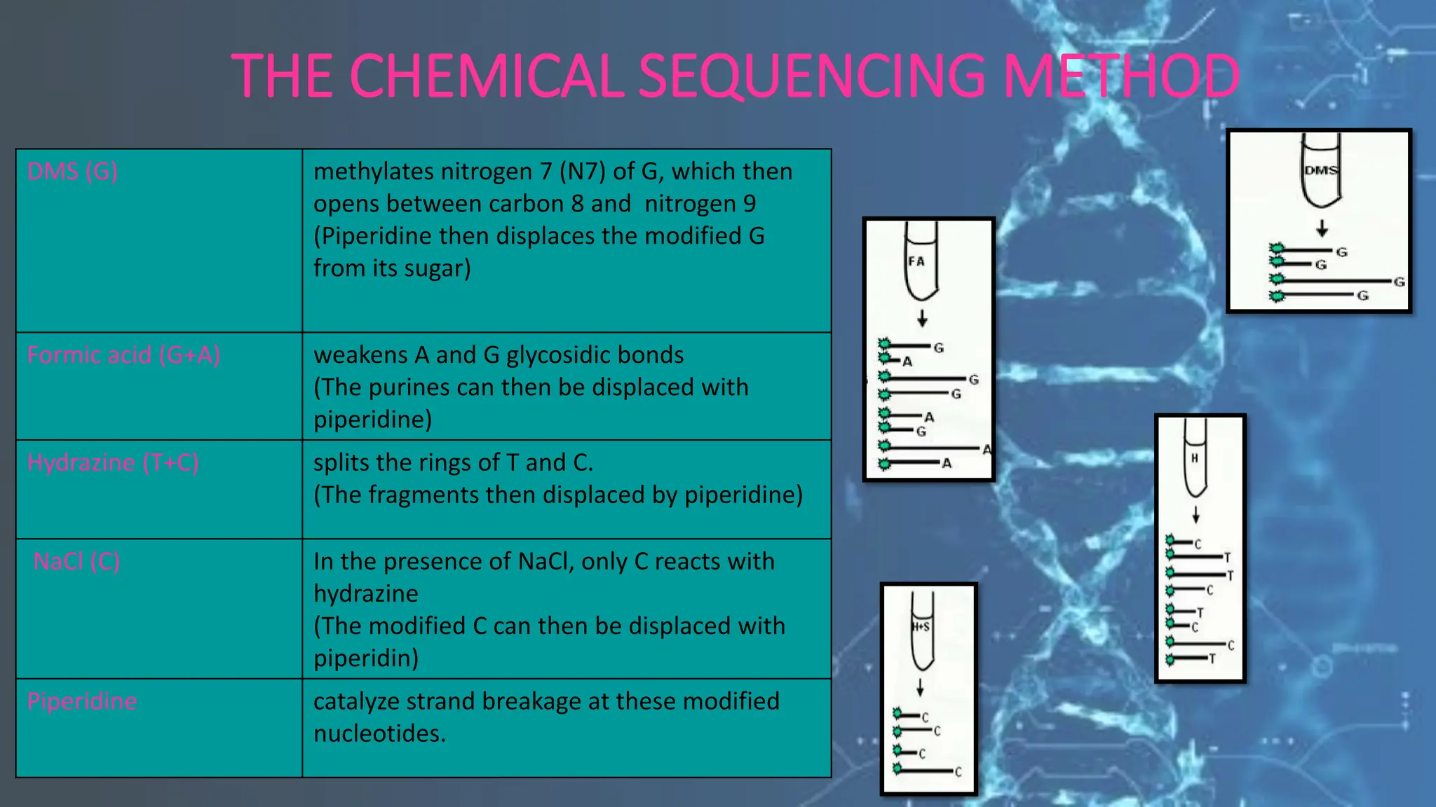 THE CHEMICAL SEQUENCING METHOD
DMS (G) methylates nitrogen 7 (N7) of G, which then
opens between carbon 8 and nitrogen 9
(Piperidine then displaces the modified G
from its sugar)
Formic acid (G+A) weakens A and G glycosidic bonds
(The purines can then be displaced with
piperidine)
Hydrazine (T+C) splits the rings of T and C.
(The fragments then displaced by piperidine)
NaCl (C) In the presence of NaCl, only C reacts with
hydrazine
(The modified C can then be displaced with
piperidin)
Piperidine catalyze strand breakage at these modified
nucleotides.
 