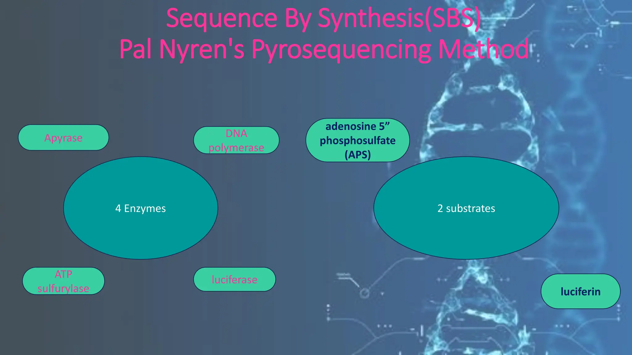 Sequence By Synthesis(SBS)
Pal Nyren's Pyrosequencing Method
4 Enzymes 2 substrates
Apyrase
luciferase
ATP
sulfurylase
DNA
polymerase
adenosine 5”
phosphosulfate
(APS)
luciferin
 