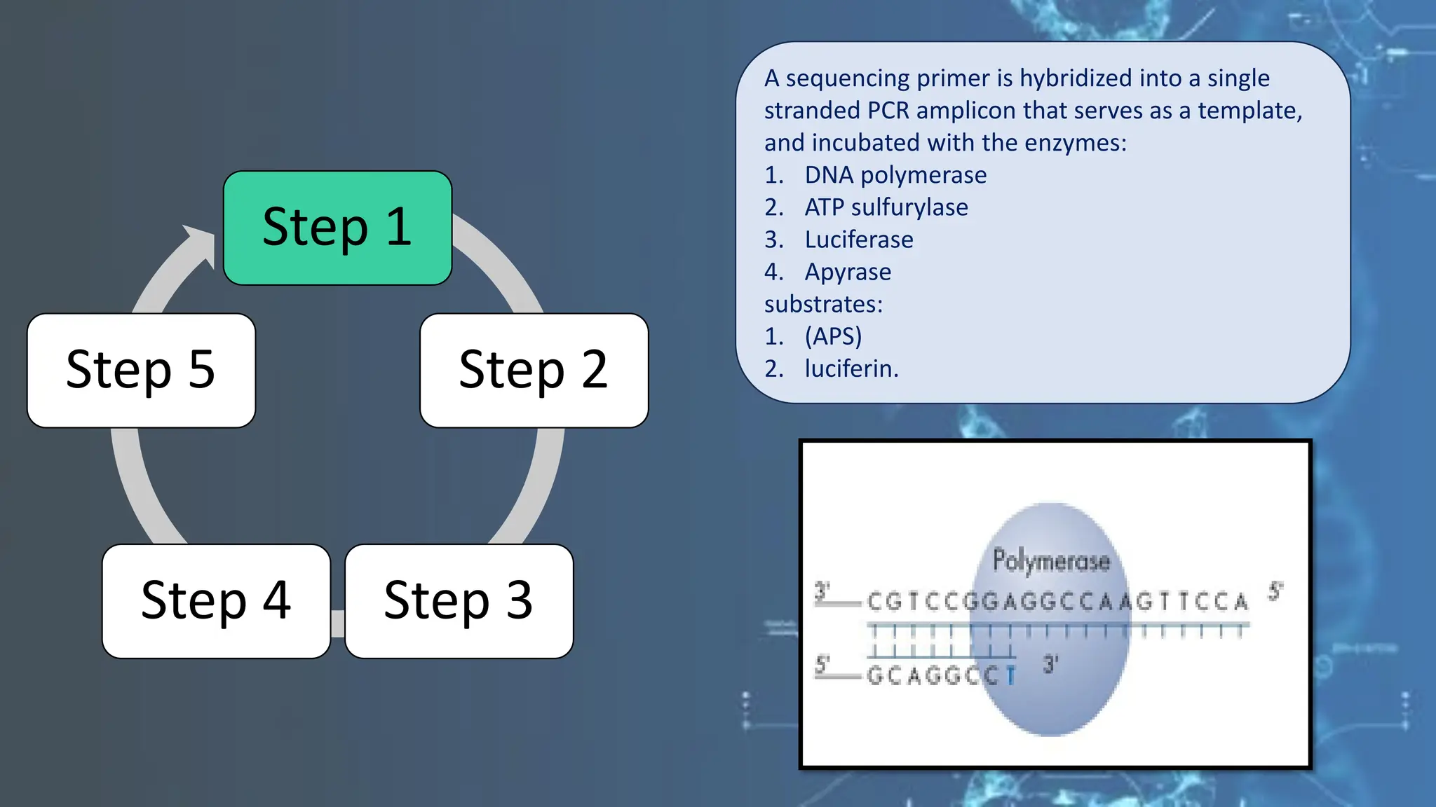 Step 1
Step 2
Step 3
Step 4
Step 5
A sequencing primer is hybridized into a single
stranded PCR amplicon that serves as a template,
and incubated with the enzymes:
1. DNA polymerase
2. ATP sulfurylase
3. Luciferase
4. Apyrase
substrates:
1. (APS)
2. luciferin.
 