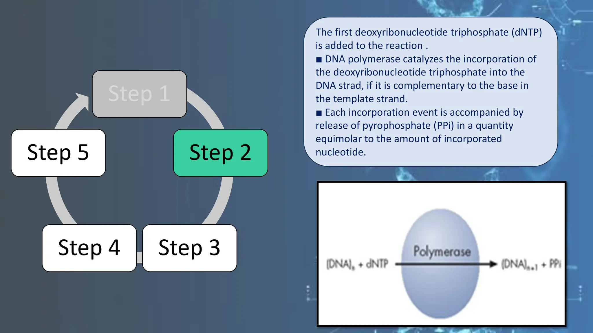 Step 1
Step 2
Step 3
Step 4
Step 5
The first deoxyribonucleotide triphosphate (dNTP)
is added to the reaction .
■ DNA polymerase catalyzes the incorporation of
the deoxyribonucleotide triphosphate into the
DNA strad, if it is complementary to the base in
the template strand.
■ Each incorporation event is accompanied by
release of pyrophosphate (PPi) in a quantity
equimolar to the amount of incorporated
nucleotide.
 