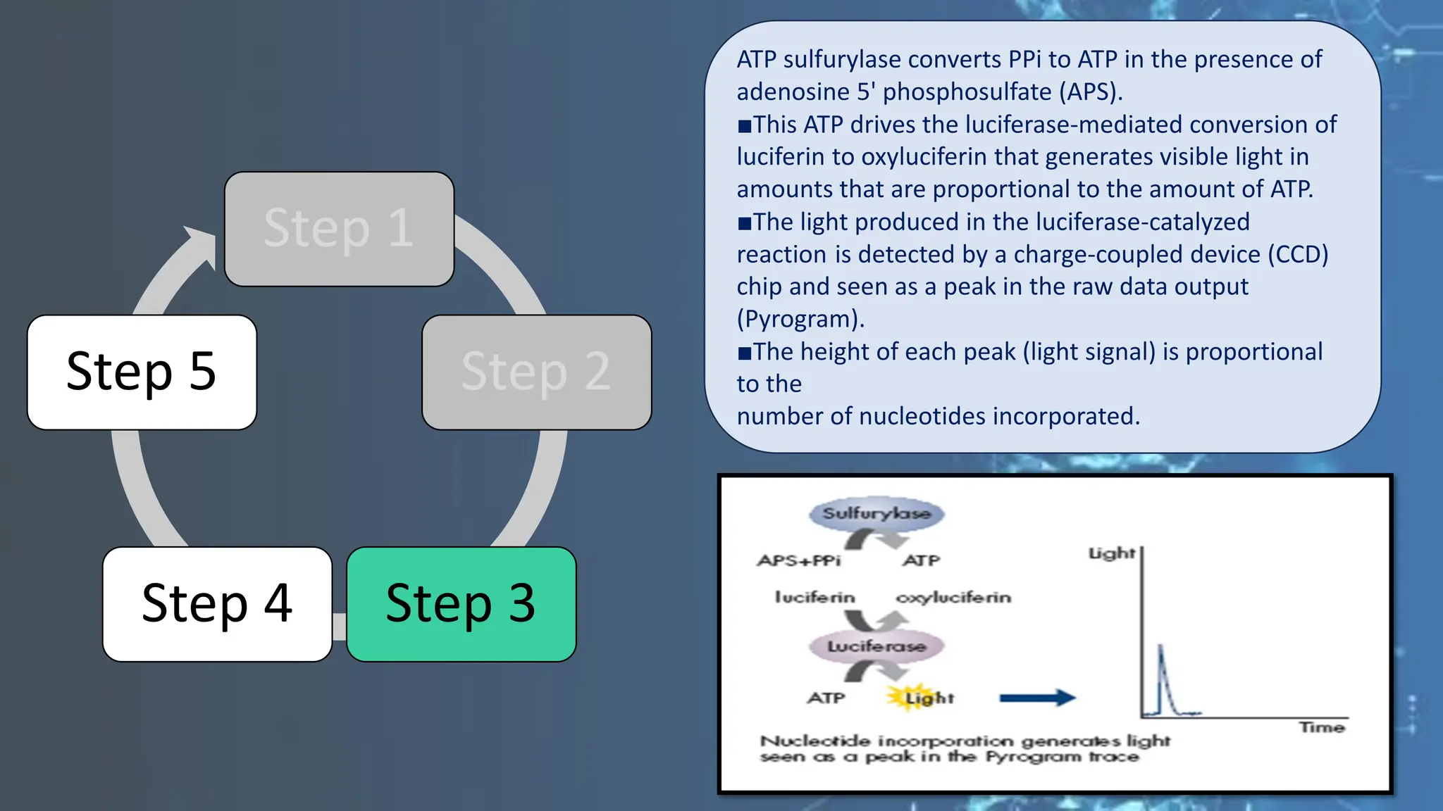 Step 1
Step 2
Step 3
Step 4
Step 5
ATP sulfurylase converts PPi to ATP in the presence of
adenosine 5' phosphosulfate (APS).
■This ATP drives the luciferase-mediated conversion of
luciferin to oxyluciferin that generates visible light in
amounts that are proportional to the amount of ATP.
■The light produced in the luciferase-catalyzed
reaction is detected by a charge-coupled device (CCD)
chip and seen as a peak in the raw data output
(Pyrogram).
■The height of each peak (light signal) is proportional
to the
number of nucleotides incorporated.
 