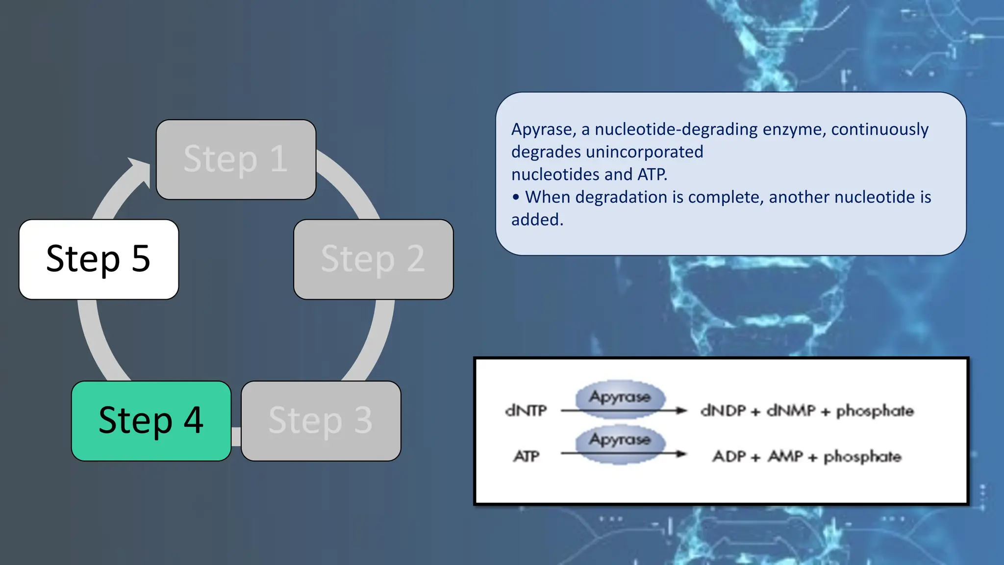 Step 1
Step 2
Step 3
Step 4
Step 5
Apyrase, a nucleotide-degrading enzyme, continuously
degrades unincorporated
nucleotides and ATP.
• When degradation is complete, another nucleotide is
added.
 