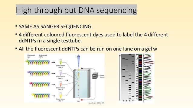 30 In Dna Sequencing, How Many Different Fluorescent Dyes