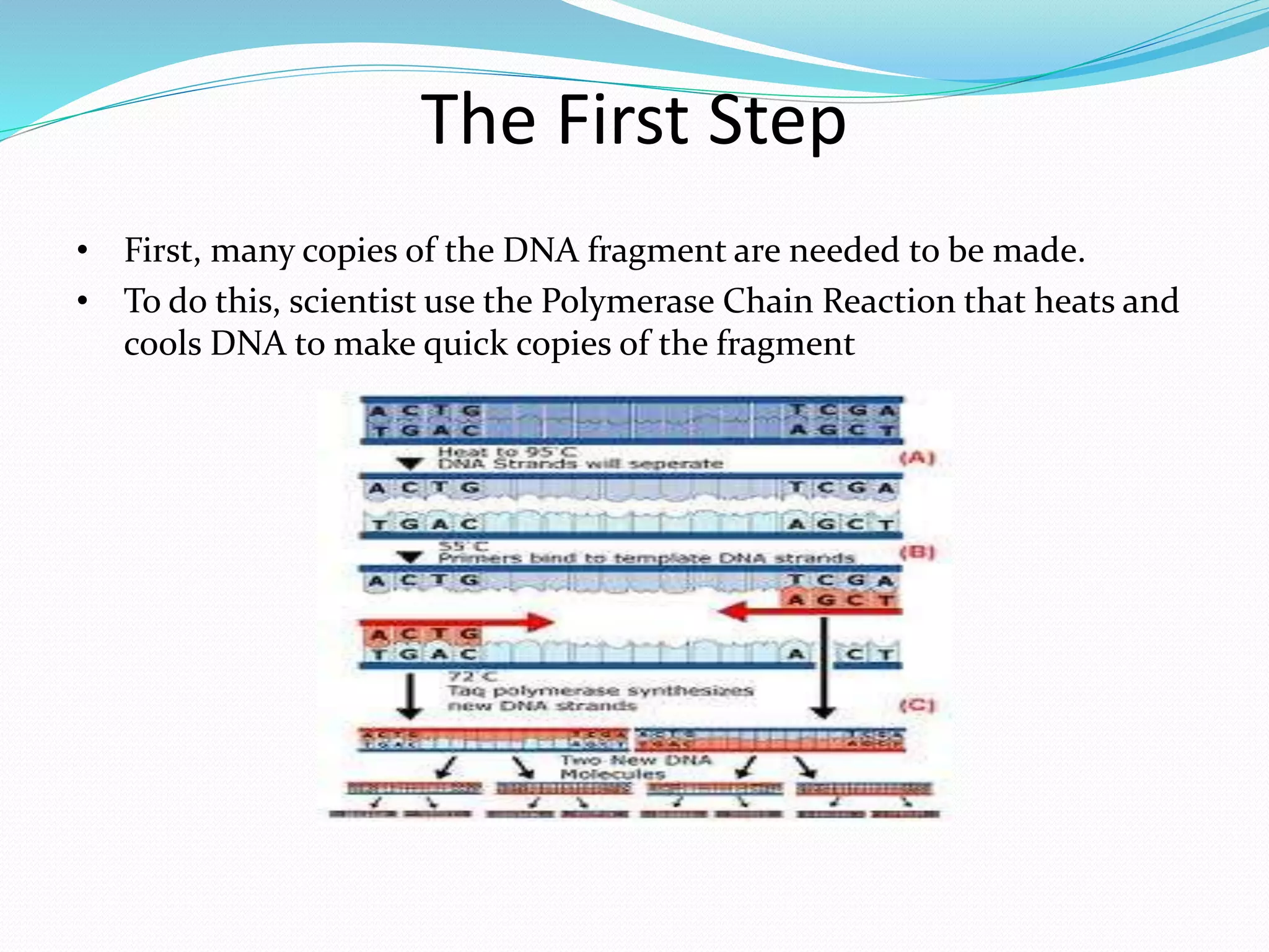 DNA SEQUENCING new.pptx