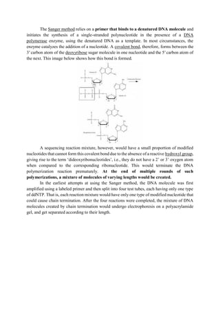 The Sanger method relies on a primer that binds to a denatured DNA molecule and
initiates the synthesis of a single-stranded polynucleotide in the presence of a DNA
polymerase enzyme, using the denatured DNA as a template. In most circumstances, the
enzyme catalyzes the addition of a nucleotide. A covalent bond, therefore, forms between the
3′ carbon atom of the deoxyribose sugar molecule in one nucleotide and the 5′ carbon atom of
the next. This image below shows how this bond is formed.
A sequencing reaction mixture, however, would have a small proportion of modified
nucleotides that cannot form this covalent bond due to the absence of a reactive hydroxyl group,
giving rise to the term ‘dideoxyribonucleotides’, i.e., they do not have a 2’ or 3’ oxygen atom
when compared to the corresponding ribonucleotide. This would terminate the DNA
polymerization reaction prematurely. At the end of multiple rounds of such
polymerizations, a mixture of molecules of varying lengths would be created.
In the earliest attempts at using the Sanger method, the DNA molecule was first
amplified using a labeled primer and then split into four test tubes, each having only one type
of ddNTP. That is, each reaction mixture would have only one type of modified nucleotide that
could cause chain termination. After the four reactions were completed, the mixture of DNA
molecules created by chain termination would undergo electrophoresis on a polyacrylamide
gel, and get separated according to their length.
 
