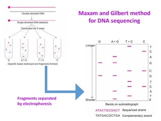 DNA Sequencing Techcnology and Methodology | PDF