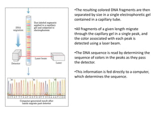 •The resulting colored DNA fragments are then
separated by size in a single electrophoretic gel
contained in a capillary tube.
•All fragments of a given length migrate
through the capillary gel in a single peak, and
the color associated with each peak is
detected using a laser beam.
•The DNA sequence is read by determining the
sequence of colors in the peaks as they pass
the detector.
•This information is fed directly to a computer,
which determines the sequence.
 