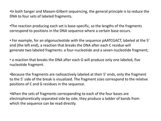 •In both Sanger and Maxam-Gilbert sequencing, the general principle is to reduce the
DNA to four sets of labeled fragments.
•The reaction producing each set is base-specific, so the lengths of the fragments
correspond to positions in the DNA sequence where a certain base occurs.
• For example, for an oligonucleotide with the sequence pAATCGACT, labeled at the 5’
end (the left end), a reaction that breaks the DNA after each C residue will
generate two labeled fragments: a four-nucleotide and a seven-nucleotide fragment;
• a reaction that breaks the DNA after each G will produce only one labeled, five
nucleotide fragment.
•Because the fragments are radioactively labeled at their 5’ ends, only the fragment
to the 5’ side of the break is visualized. The fragment sizes correspond to the relative
positions of C and G residues in the sequence.
•When the sets of fragments corresponding to each of the four bases are
electrophoretically separated side by side, they produce a ladder of bands from
which the sequence can be read directly.
 