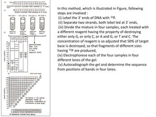 In this method, which is illustrated in Figure, following
steps are involved :
(i) Lebel the 3' ends of DNA with 32P.
(ii) Separate two strands, both lebel led at 3' ends,
(iii) Divide the mixture in four samples, each treated with
a different reagent having the property of destroying
either only G, or only C, or A and G, or T and C. The
concentration of reagent is so adjusted that 50% of target
base is destroyed, so that fragments of different sizes
having 32P are produced,
(iv) Electrophorese each of the four samples in four
different lanes of the gel.
(v) Autoradiograph the gel and determine the sequence
from positions of bands in four lanes.
 