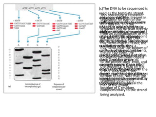 (c)The DNA to be sequenced is
used as the template strand,
and a short primer,
radioactively or fluorescently
labeled, is annealed to it. By
addition of small amounts of a
single ddNTP, for example
ddCTP, to another wise normal
reaction system, the
synthesized strands will be
prematurely terminated at
some locations where dC
normally occurs. Given the
excess of dCTP over ddCTP the
chance that the analog will be
incorporated whenever a dC is
to be added is small.
However, ddCTP is present in
sufficient amounts to ensure
that each new strand has a
high probability of acquiring
atleast one ddC at somepoint
during synthesis. The result is
a solution containing a
mixture of labeled fragments,
each ending with a C residue.
Each C residue in the
sequence generates a set of
fragments of a particular
length, such that the different
sized fragments, separated by
electrophoresis, reveal the
location of C residues.
This procedure is repeated
separately for each of the
four ddNTPs, and the
sequence can be read directly
from an autoradiogram of the
gel. Because shorter DNA
fragments migrate faster, the
fragments near the bottom of
the gel represent the
nucleotide positions closest
to the primer(the5' end), and
the sequence is read (in the
5' to 3' direction) from
bottom to top. Note that the
sequence obtained is
that of the strand
complementary to the strand
being analyzed.
 