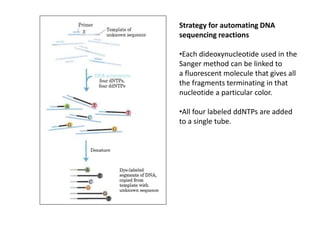 Strategy for automating DNA
sequencing reactions
•Each dideoxynucleotide used in the
Sanger method can be linked to
a fluorescent molecule that gives all
the fragments terminating in that
nucleotide a particular color.
•All four labeled ddNTPs are added
to a single tube.
 