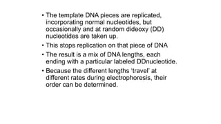 • The template DNA pieces are replicated,
incorporating normal nucleotides, but
occasionally and at random dideoxy (DD)
nucleotides are taken up.
• This stops replication on that piece of DNA
• The result is a mix of DNA lengths, each
ending with a particular labeled DDnucleotide.
• Because the different lengths ‘travel’ at
different rates during electrophoresis, their
order can be determined.
 