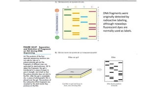 DNA fragments were
originally detected by
radioactive labeling,
although nowadays
fluorescent dyes are
normally used as labels.
 