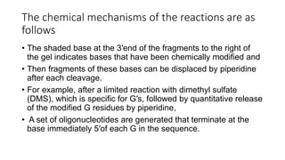 The chemical mechanisms of the reactions are as
follows
• The shaded base at the 3′end of the fragments to the right of
the gel indicates bases that have been chemically modified and
• Then fragments of these bases can be displaced by piperidine
after each cleavage.
• For example, after a limited reaction with dimethyl sulfate
(DMS), which is specific for G′s, followed by quantitative release
of the modified G residues by piperidine,
• A set of oligonucleotides are generated that terminate at the
base immediately 5′of each G in the sequence.
 