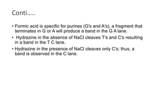 Conti…..
• Formic acid is specific for purines (G′s and A′s), a fragment that
terminates in G or A will produce a band in the G A lane.
• Hydrazine in the absence of NaCl cleaves T′s and C′s resulting
in a band in the T C lane.
• Hydrazine in the presence of NaCl cleaves only C′s; thus, a
band is observed in the C lane.
 