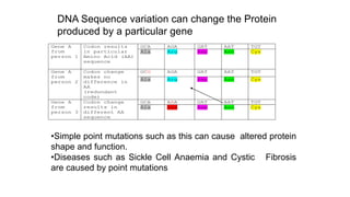 DNA Sequence variation can change the Protein
produced by a particular gene
•Simple point mutations such as this can cause altered protein
shape and function.
•Diseases such as Sickle Cell Anaemia and Cystic Fibrosis
are caused by point mutations
Gene A
from
person 1
Codon results
in particular
Amino Acid (AA)
sequence
GCA AGA GAT AAT TGT
Ala Arg Asp Asn Cys
Gene A
from
person 2
Codon change
makes no
difference in
AA
(redundant
code)
GCG AGA GAT AAT TGT
Ala Arg Asp Asn Cys
Gene A
from
person 3
Codon change
results in
different AA
sequence
GCA AAA GAT AAT TGT
Ala Lys Asp Asn Cys
 