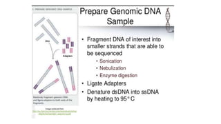 Dna sequencing techniques