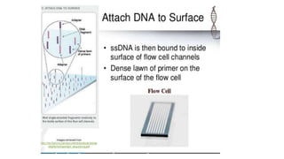 Dna sequencing techniques