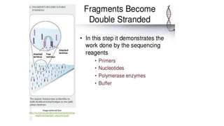 Dna sequencing techniques
