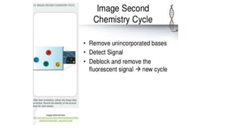 Dna sequencing techniques
