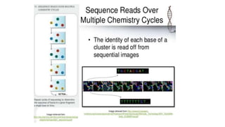 Dna sequencing techniques