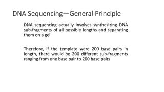 DNA Sequencing—General Principle
DNA sequencing actually involves synthesizing DNA
sub-fragments of all possible lengths and separating
them on a gel.
Therefore, if the template were 200 base pairs in
length, there would be 200 different sub-fragments
ranging from one base pair to 200 base pairs
 