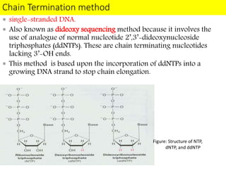 Chain Termination method
 single-stranded DNA.
 Also known as dideoxy sequencing method because it involves the
use of analogue of normal nucleotide 2’,3’-dideoxynucleoside
triphosphates (ddNTPs). These are chain terminating nucleotides
lacking 3’-OH ends.
 This method is based upon the incorporation of ddNTPs into a
growing DNA strand to stop chain elongation.
Figure: Structure of NTP,
dNTP, and ddNTP
 